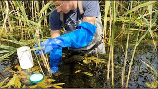 Diatom Training video  Part I field work [upl. by Maria]