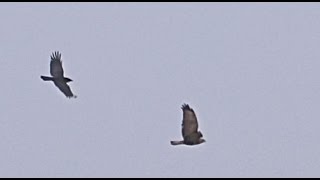 Crow Attacks Bird of Prey in Flight  Slow Motion [upl. by Iain]