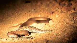 Ulusaba Snake War [upl. by Selim785]