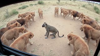 Baboons Dying In a Lion Jaw [upl. by Atihcnoc774]