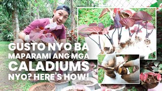 HOW TO PROPAGATE CALADIUMS  CARE TIPS [upl. by Enajiram]