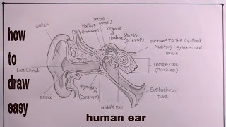 how to draw human earhow to draw human ear structurehuman ear drawing [upl. by Akeihsat]