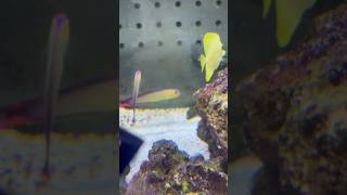 Purple Fire Fish At Petco firefish [upl. by Wesa]