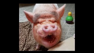 Cutest Mini Pig throwing a Tantrum  Funniest parrot says quot Sammy Your food is cooking quot [upl. by Ornie301]