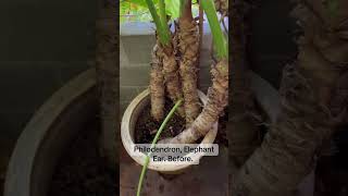 Repotting Plant Philodendron elephant ear Thaumatophyllum Xanadu perth gardening plant [upl. by Assirralc]