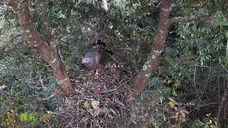 Honey Buzzards nest male eagle sends beehive back to female eagle第一次发现蜂鹰窝，鸟蛋是咖啡色的，公鹰送回蜂巢给母鹰 [upl. by Milstone]