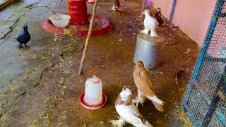 Love birds red Budgerigar cockatieldomestic canary ❤️❤️❤️❤️🇮🇳 [upl. by Crocker]