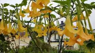 Датура datura Engelstrompeten Brugmansia [upl. by Enylhsa]