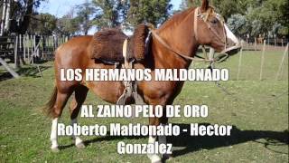 Los Hermanos Maldonado  Al zaino pelo de oro [upl. by Nikoletta874]