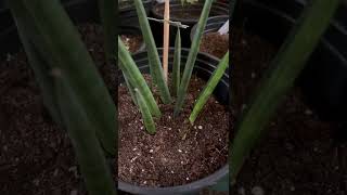 NEW SANSEVIERIA CYLINDRICA PLANT SHORTS SNAKEPLANTCOLLECTION SANSEVIERIA [upl. by Sitruc]