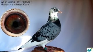 Pigeon Bart Meulemans 15x1 kon x Champion Pantani Best of Belgium wwwauctionkipabe [upl. by Sawyere]