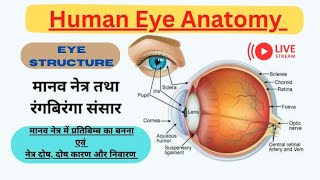 मानव नेत्र तथा रंग बिरंगा संसार  Human Eye physiology and Anatomy [upl. by Natassia]