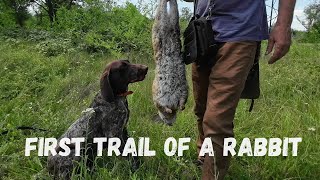 Shorthaired Pointer Robbie 7 months First trail of a rabbit [upl. by Roos]