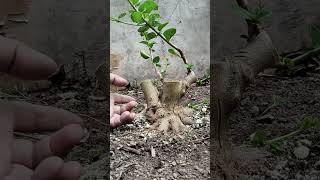 Proses lanjutan bahan bonsai sancangbonsaipemula shorts [upl. by Kcerb]