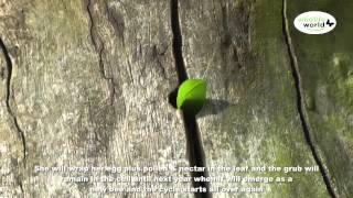 Wildlife World  Leafcutter bee making a nest in a rotten log [upl. by Anoit173]