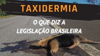 Lei brasileira para taxidermia [upl. by Burack168]