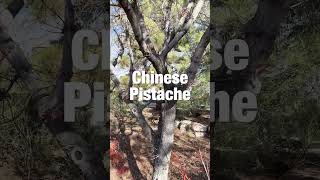 Desert Plant Chinese Pistache Pistacia chinensis [upl. by Neelyar]