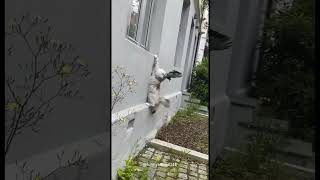 Cat vs bird cats cat funnycats fyp foryou pet pets [upl. by Yeniffit123]