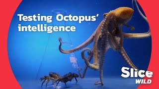 How clever is an octopus really  AI [upl. by Tish]