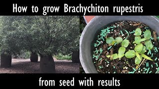 How to grow Brachychiton rupestris Queensland bottle tree from seed with results [upl. by Alyakam]