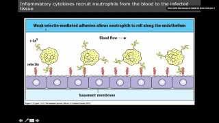 Immunology innate immunity Neutrophil Homing [upl. by Louisa]