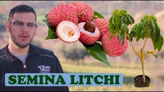 Seminare Litchi Facilmente  Metodo Rapido Successo 100 [upl. by Nosyla405]