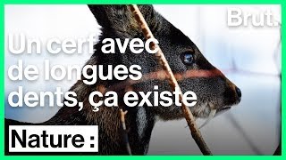 Le chevrotain portemusc est convoité dans lindustrie du parfum [upl. by Win]