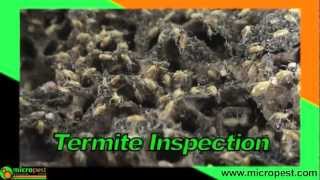 Termite Inspection Sydney Australia  Micropest [upl. by Pinette531]