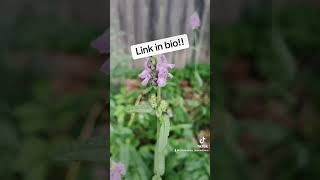 Check out my latest video that’s part of my plant information series woodbetony herb garden [upl. by Neneek]