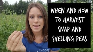 How to Harvest Snap and Shelling Peas [upl. by Lahcym277]