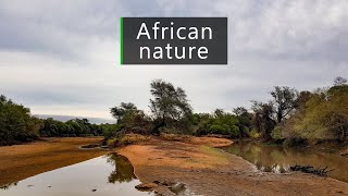 Nature and wildlife sounds  dawn in the South African bush [upl. by Varney338]