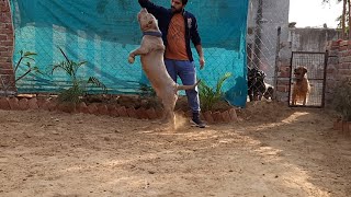 XXL American bully dog Xxl bully female in IndiaAmerican bully kennel in Delhi India [upl. by Acira]