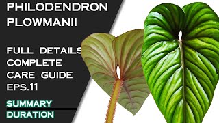 PHILODENDRON PLOWMANII FULL DETAILS AND CARE GUIDE [upl. by Niattirb]