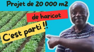 Le haricot à lhonneur près de 160 kg de semences pour 20 000 m2 de haricot 12 [upl. by Dowd]