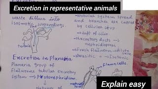 Excretion in representative animalsExcretion in hydraExcretion in PlanariaClass 12Biology [upl. by Roux990]