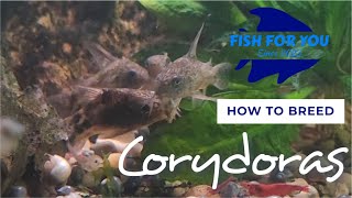 Easily Breed Corydoras for Profit at Home [upl. by Standford]