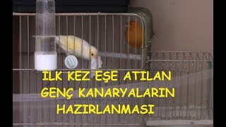 İlk Kez Eşe Atılan Genç Kanaryalar Nasıl Hazırlanmalı [upl. by Carlos]