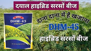 दयाल DHM45 हाइब्रिड सरसों बीज  Dayal hybrid mustard seed DHM45  DHM45  sarso ki damdar varity [upl. by Nahtanoy]