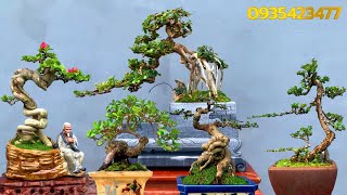 Giao lưu 10 tác phẩm bonsai mới tại Vườn Bonsai Hữu Quang Bình Định [upl. by Jarvis315]