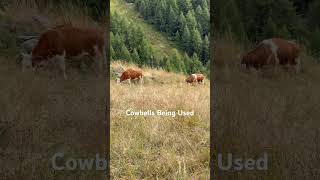 Cowbells Being Used Zermatt Switzerland [upl. by Kenji]