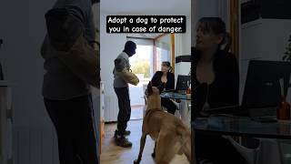 Adopt a dog to protect you in case of danger malinoislovers k9protection k9 doglife malinois [upl. by Ritchie]