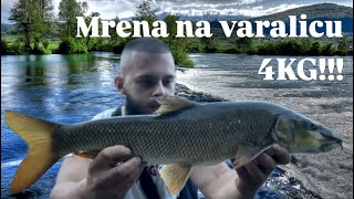 Rijeka Bosna Mrena Na VARALICU 66cm 3300gr zakačena za rep podmornica [upl. by Lynnelle747]