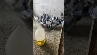 The Hungry Pigeons pigeon breeding birds aviary modenapigeon breeder  breedingcondiotioning [upl. by Guildroy636]