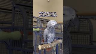 Grey Parrot is excellent at imitating human voices😆🤣 [upl. by Tisbe]