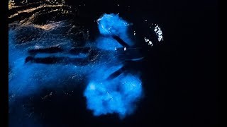 Swimming in a GLOWING OCEAN  Incredible Bioluminescence [upl. by Naut]