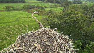 Bywyd Gwyllt Glaslyn Wildlife  Ffrwd Byw  Live Stream [upl. by Vladi]