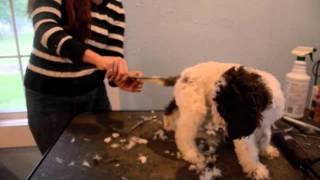 LAGOTTO PUPPIES SHORT VERSION [upl. by Eerazed353]