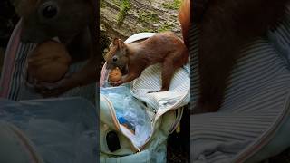 Schatz Gefunden 🎁 Treasure Found squirrel [upl. by Ykceb]