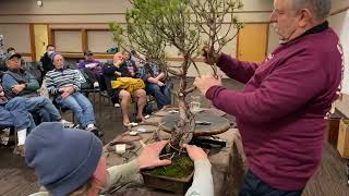 Compacting a Long and Gangly Lodgepole Pine Bonsai [upl. by Chobot746]