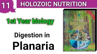 Digestion in Planaria  Holozoic Nutrition  class 11 bio chap 11 [upl. by Amles964]